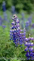 the Artic Lupine blooms are spectacular!