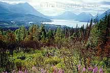 Near Sterling Highway in Chugach NF