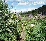 Going through 5-6' ft. high wildflowers...sweet!