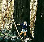 Redwoods so big they have a gravitational pull!  Glorious!!!