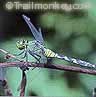 cool insects abound!