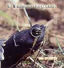 Great wildlife viewing oppertunities abound