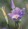 chicot_flower.JPG (2431 bytes)