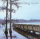 Bayou walkways into the swamp