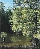 Bayou waterways...great canoeing!