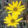 Wild Daisies abound