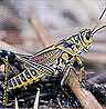 ALL sorts of insects dwell here!