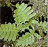 fern23.jpg (6221 bytes)