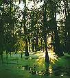 Thick swamp for some great canoeing!